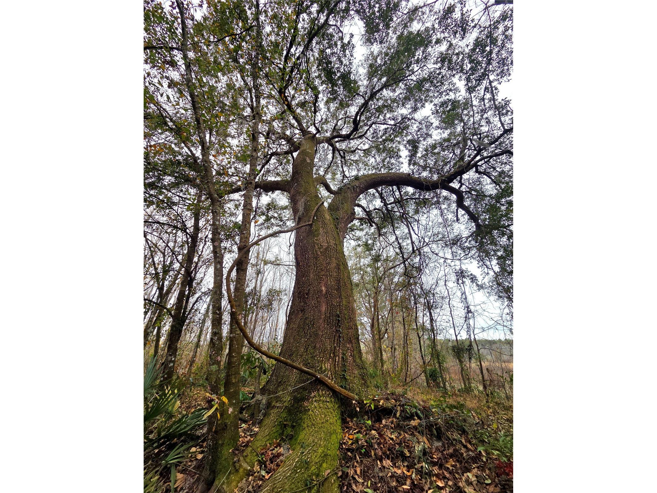 359 Savannah Oaks Drive Brooksville FL 34602 TB8389997 image24