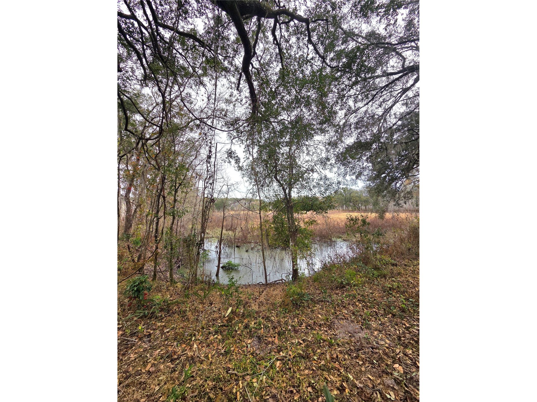 359 Savannah Oaks Drive Brooksville FL 34602 TB8389997 image25