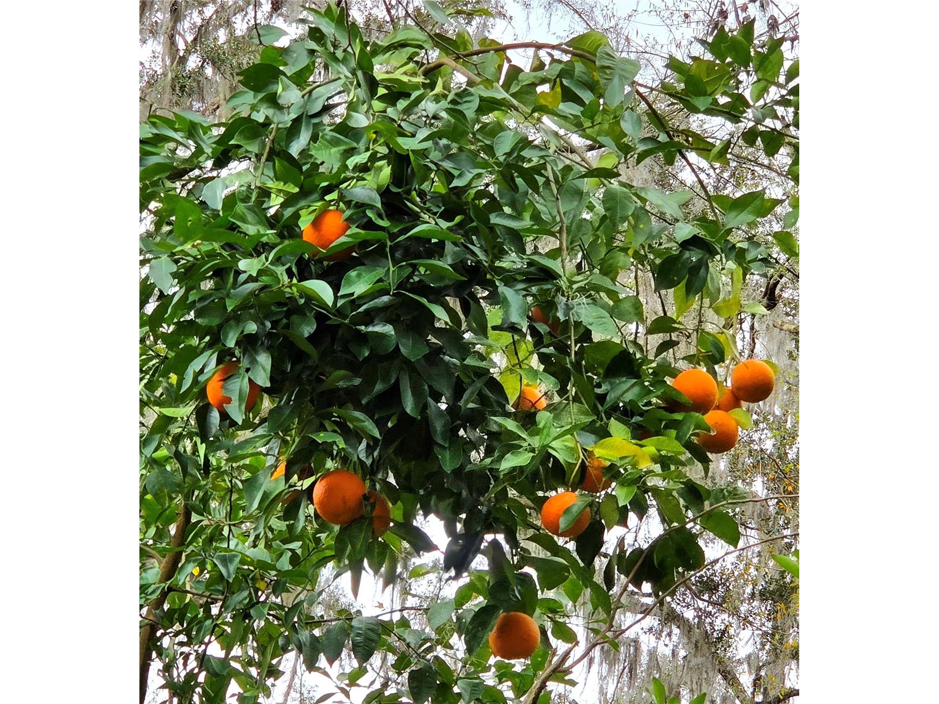 359 Savannah Oaks Drive Brooksville FL 34602 TB8389997 image26