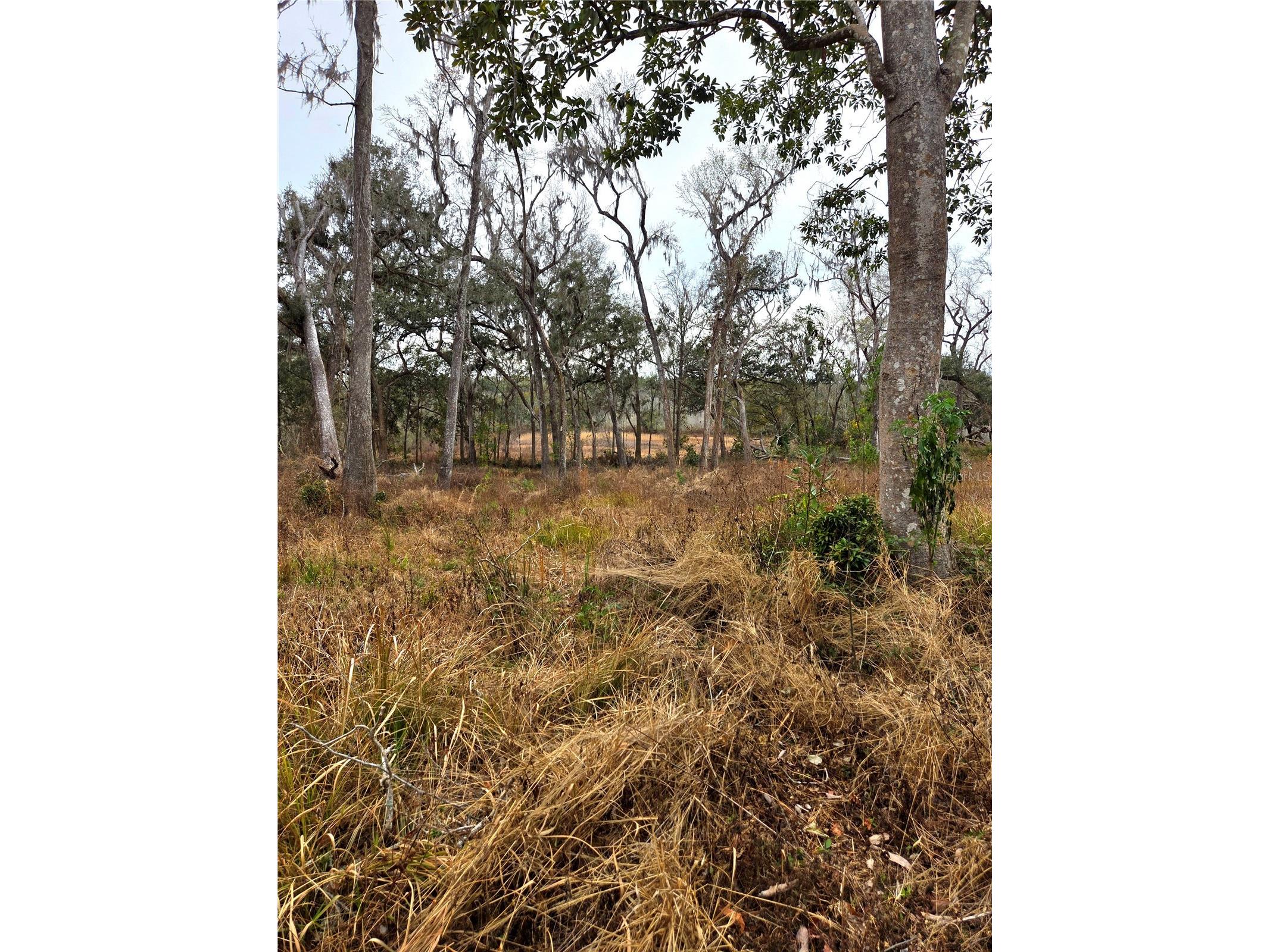 359 Savannah Oaks Drive Brooksville FL 34602 TB8389997 image27