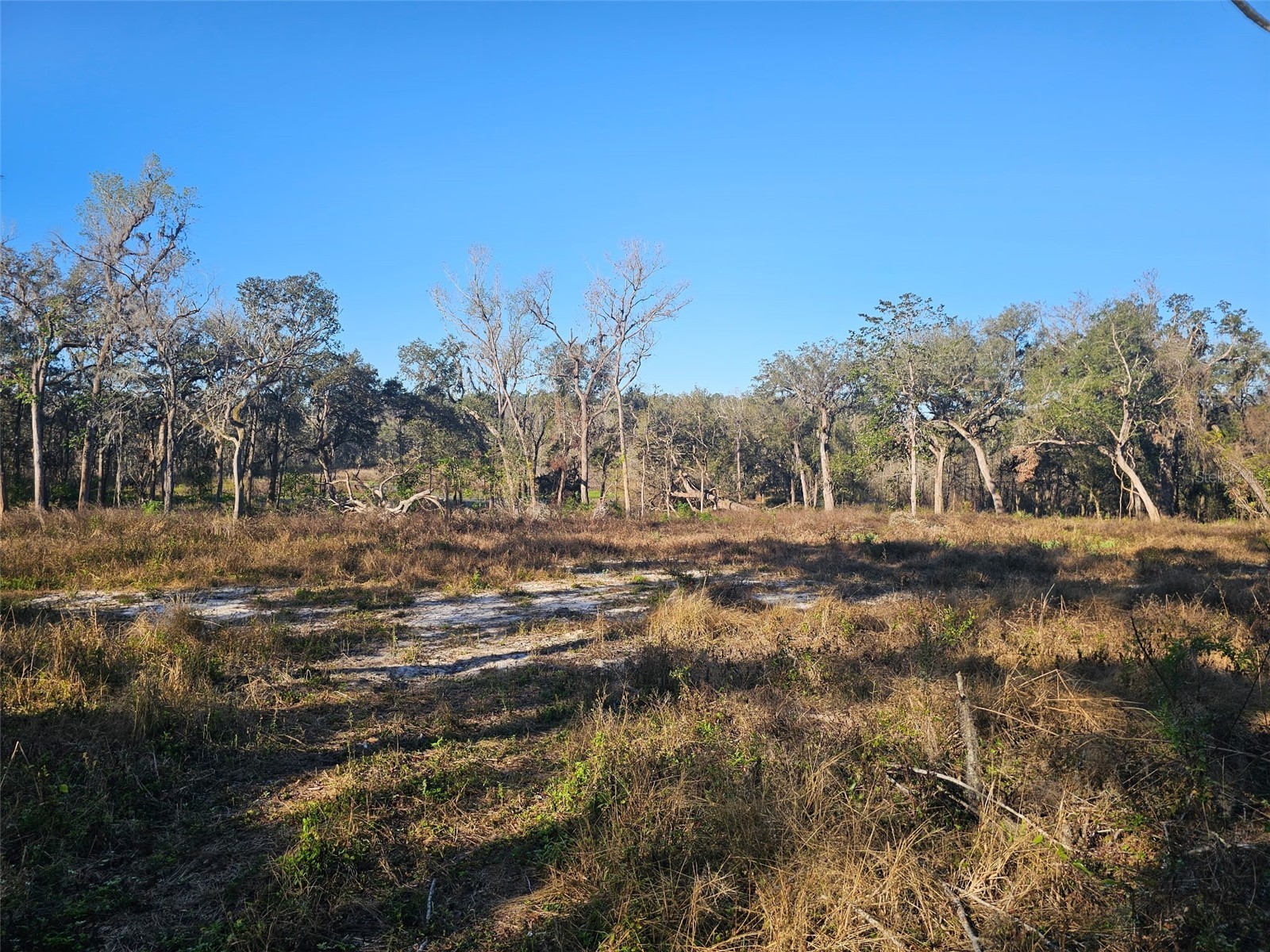 359 Savannah Oaks Drive Brooksville FL 34602 TB8389997 image3