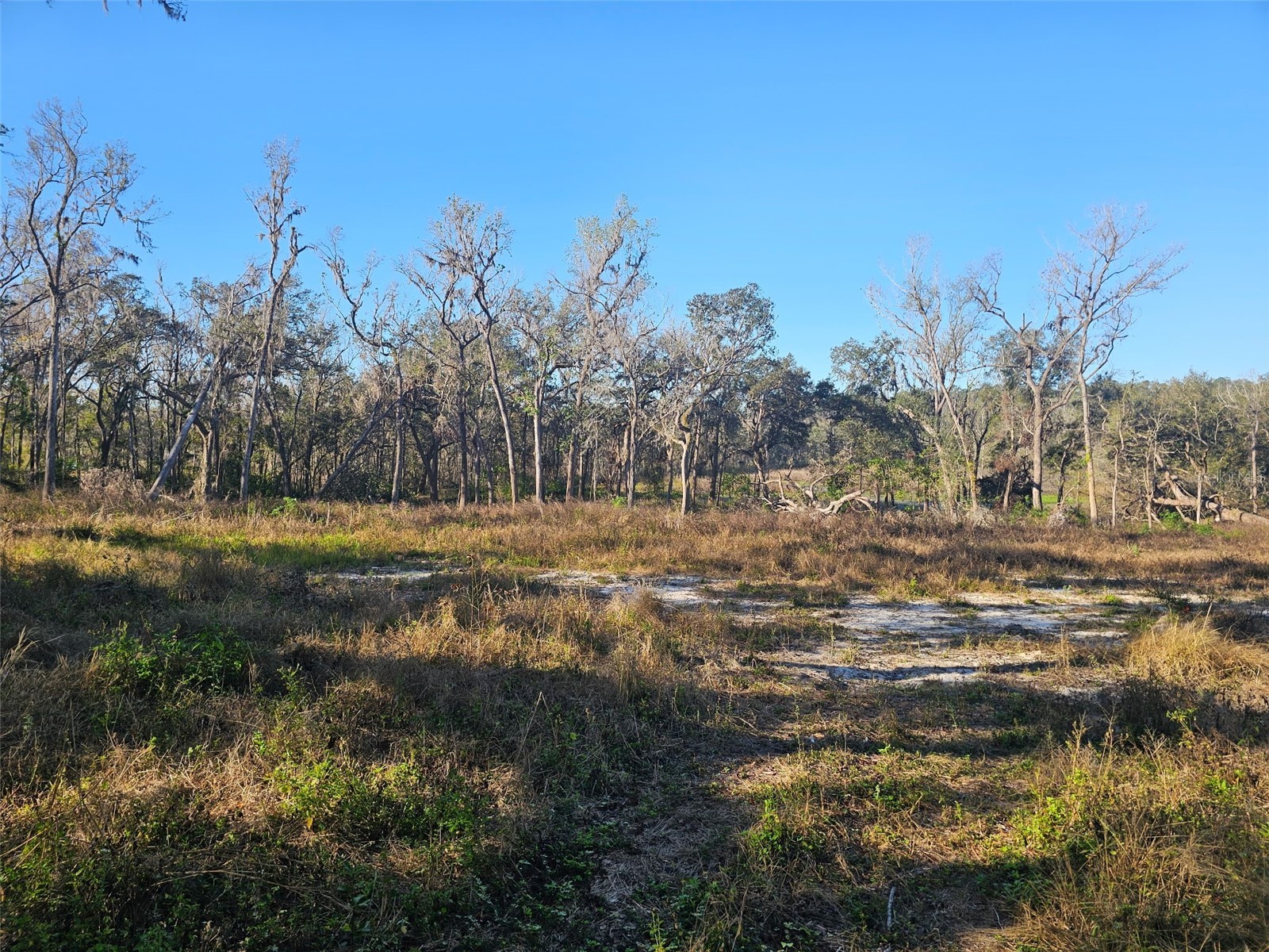 359 Savannah Oaks Drive Brooksville FL 34602 TB8389997 image6