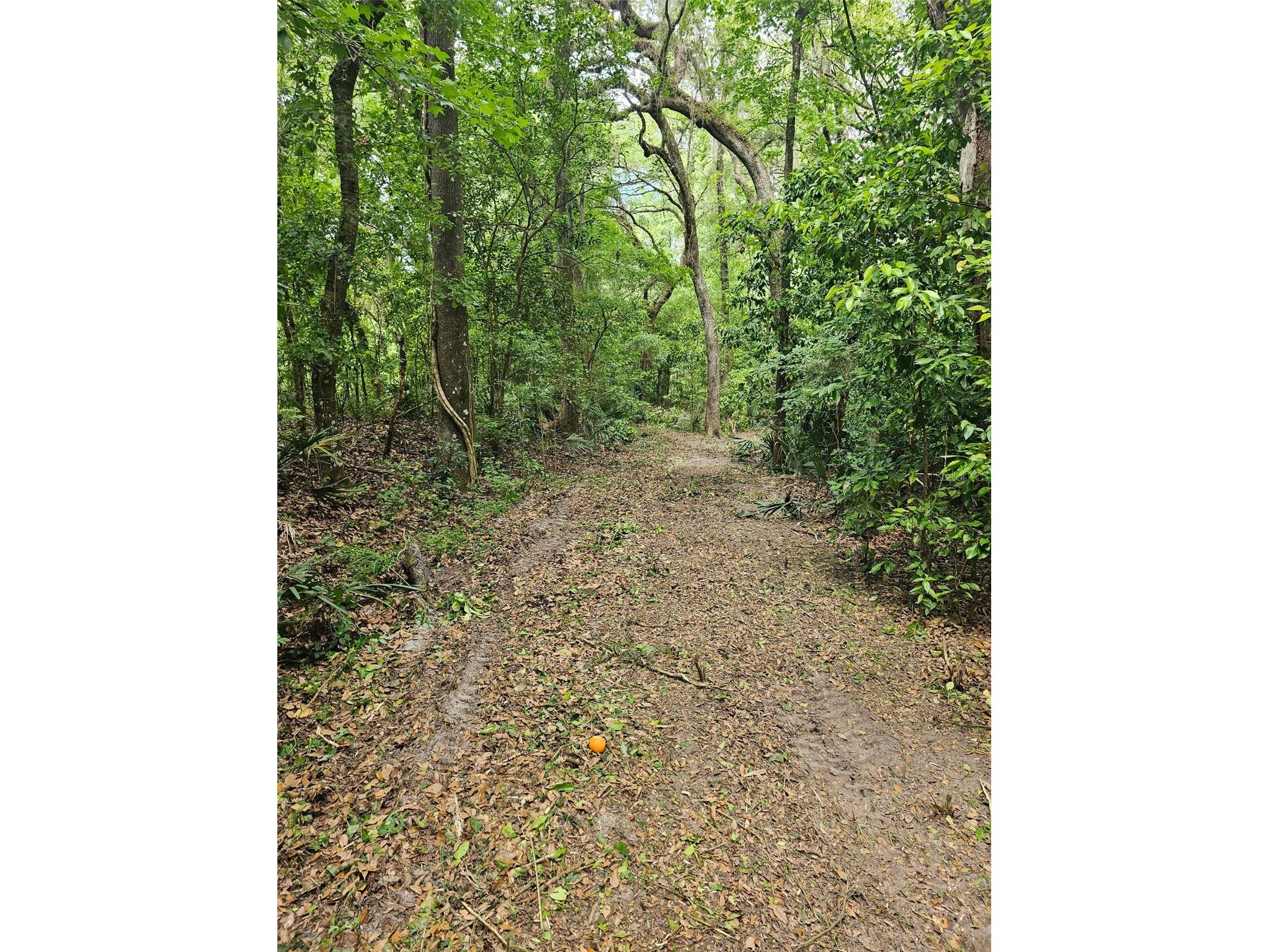 359 Savannah Oaks Drive Brooksville FL 34602 TB8389997 image7