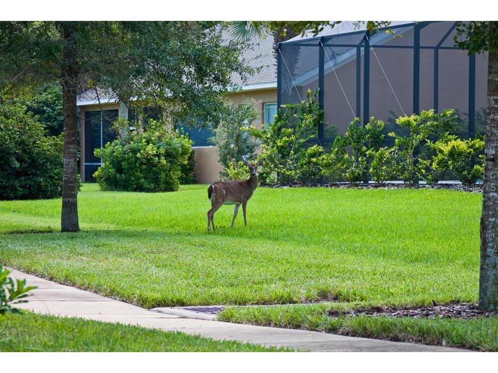 36 Old Oak Drive S Palm Coast FL 32137 FC317135 image9