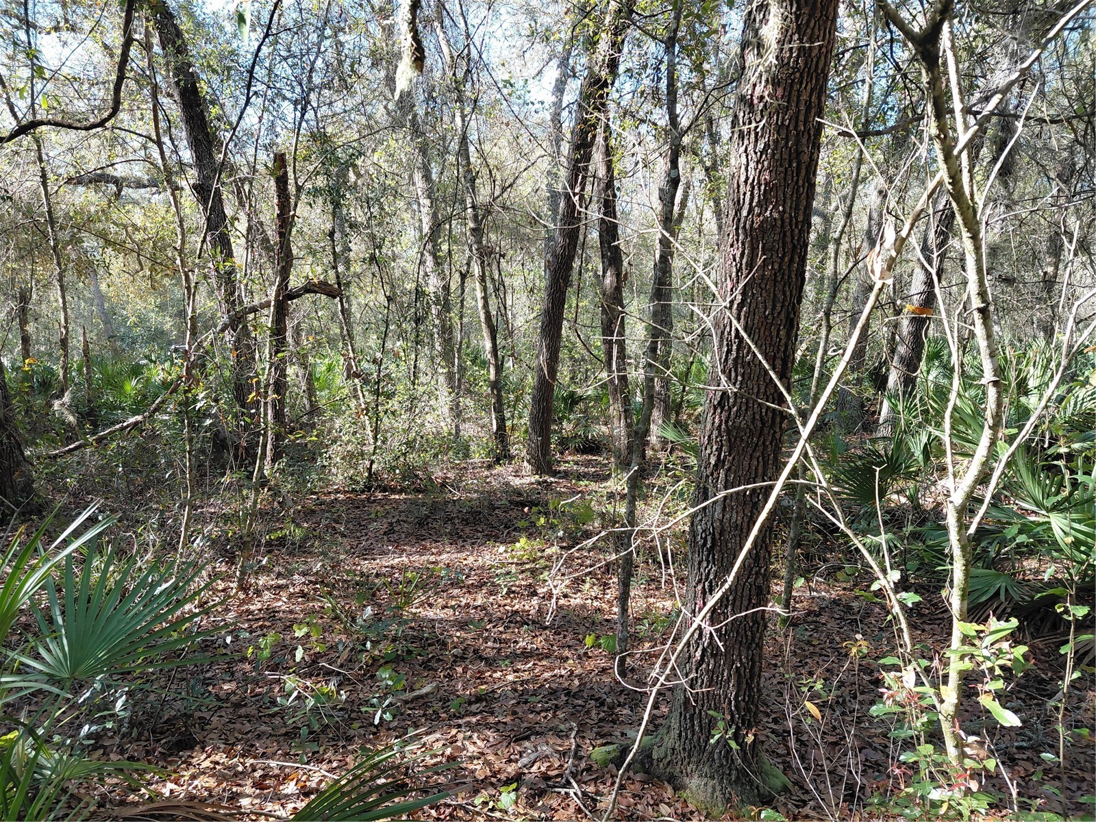 36031 Butternut Drive Webster FL 33597 G5109741 image1