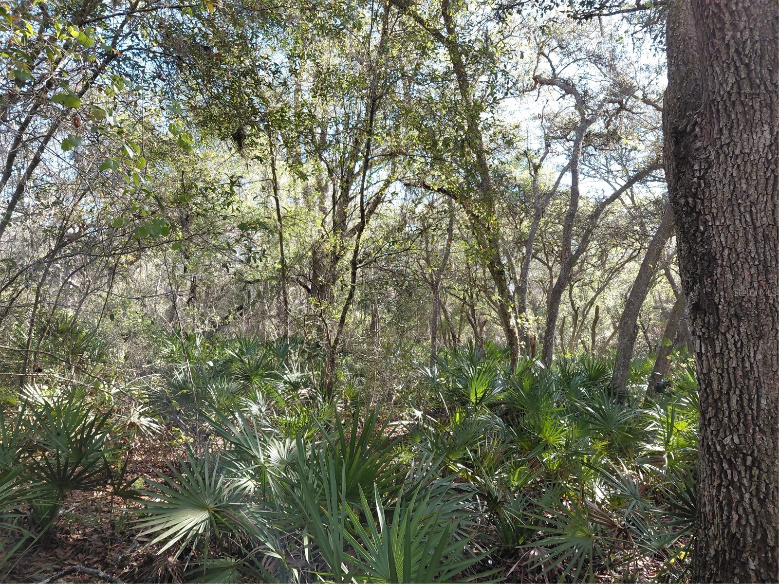36031 Butternut Drive Webster FL 33597 G5109741 image10
