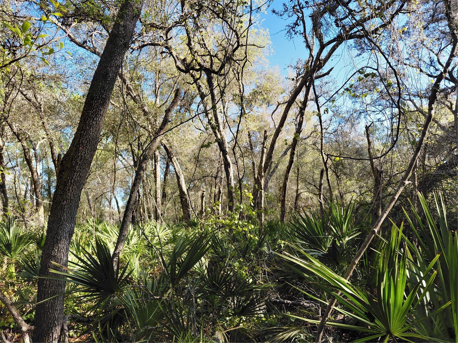 36031 Butternut Drive Webster FL 33597 G5109741 image11