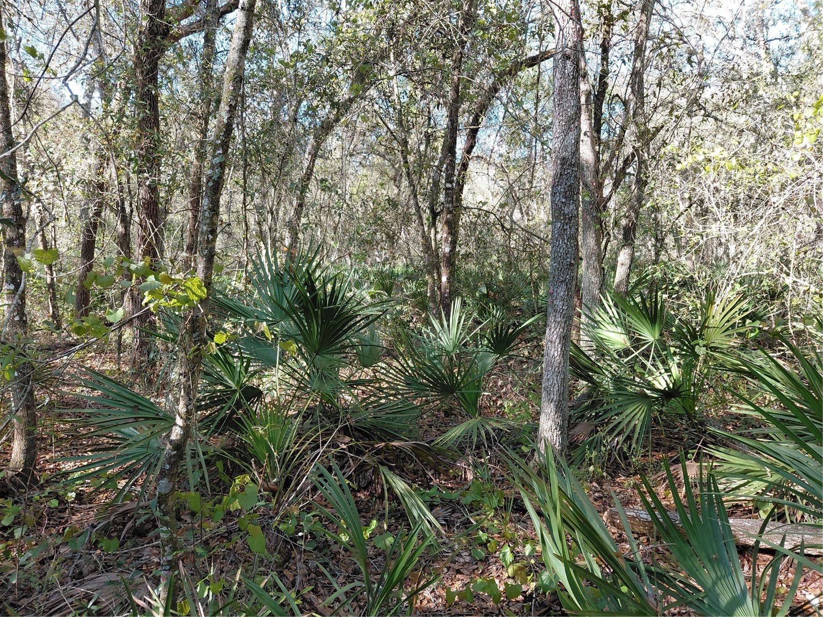 36031 Butternut Drive Webster FL 33597 G5109741 image12