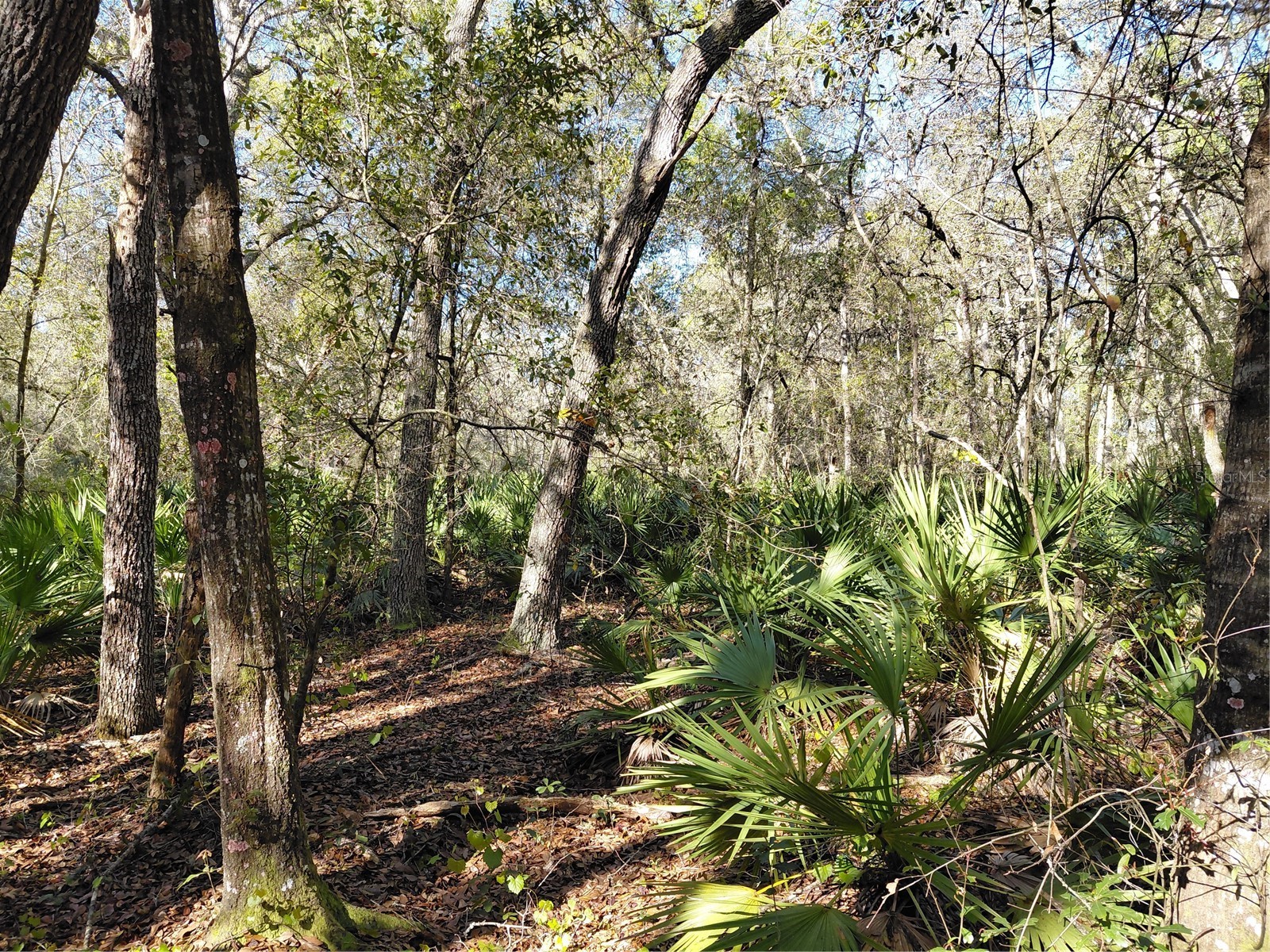 36031 Butternut Drive Webster FL 33597 G5109741 image13
