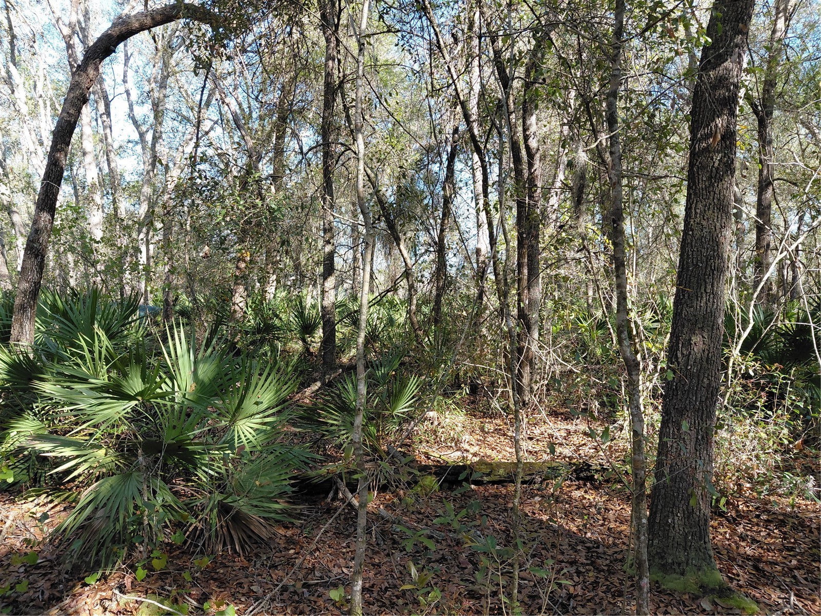 36031 Butternut Drive Webster FL 33597 G5109741 image14