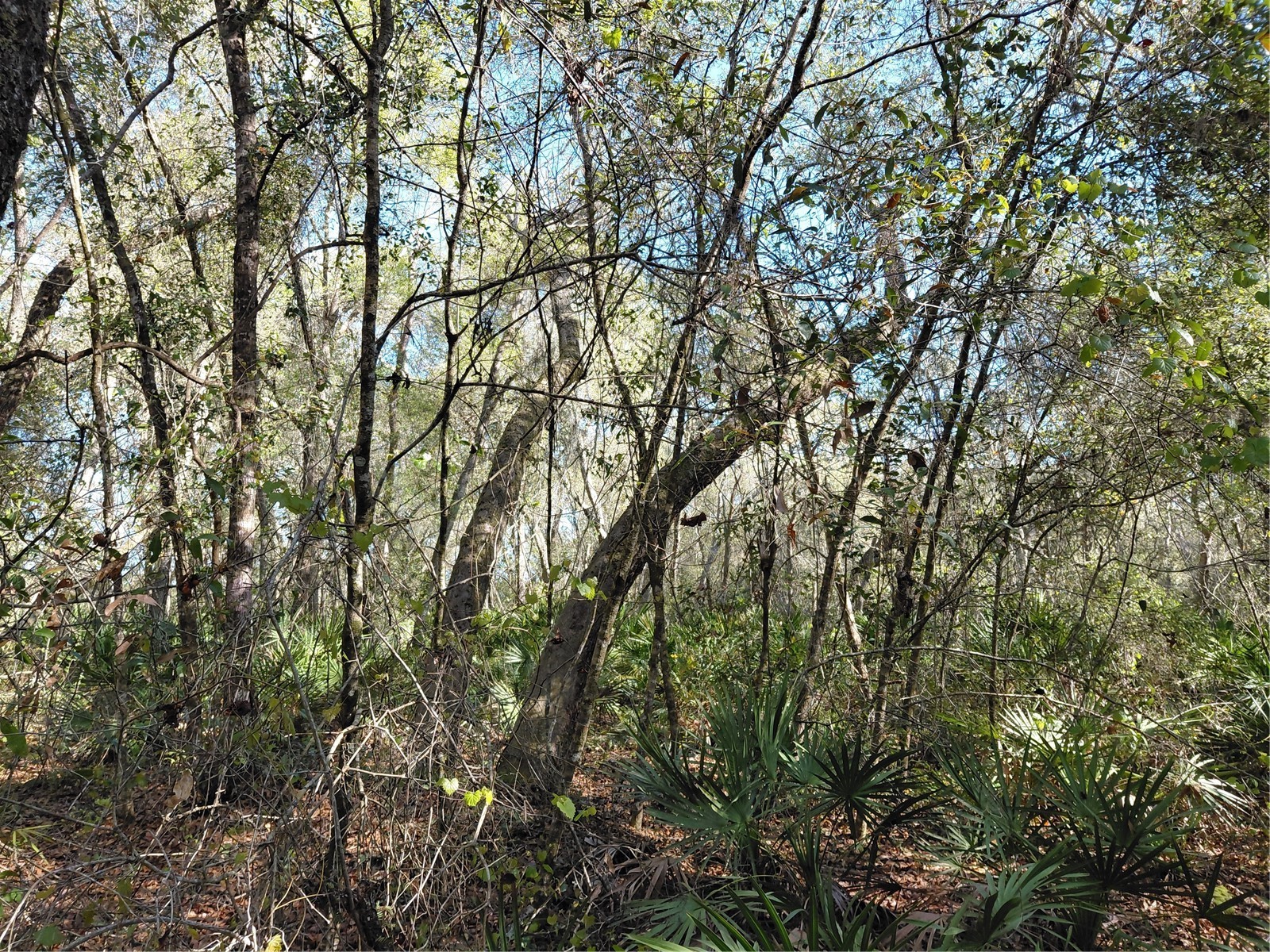 36031 Butternut Drive Webster FL 33597 G5109741 image9