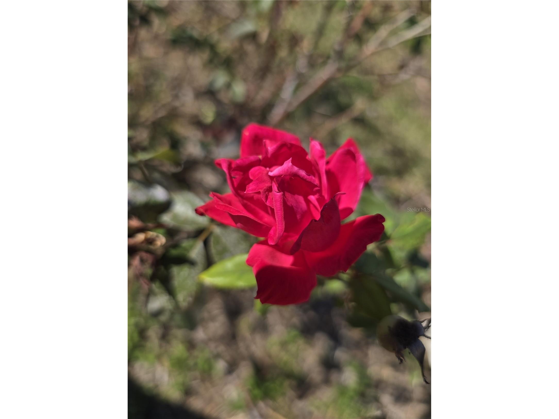 3604 Delta Place Holiday FL 34691 R4910431 image40