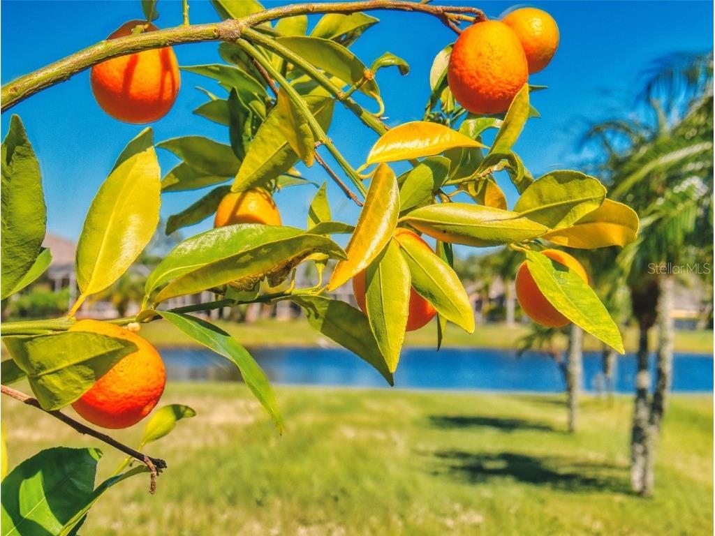 3611 Marisol Court New Smyrna Beach FL 32168 NS1084192 image6