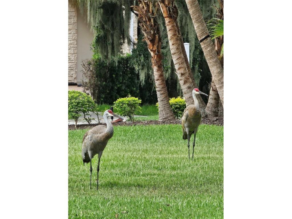 3612 Northwoods Drive Kissimmee FL 34746 W7876854 image54