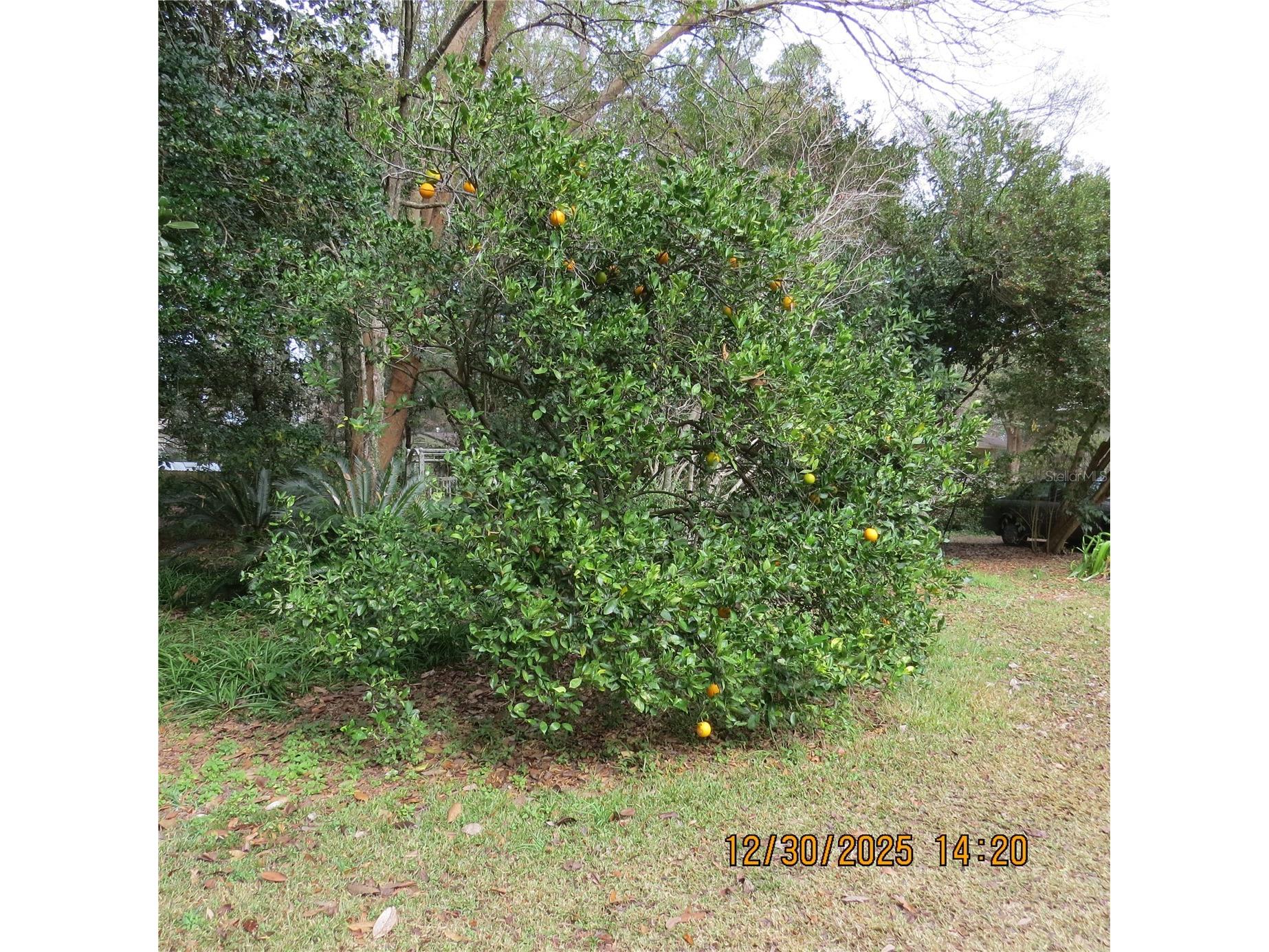 3617 SW 20th Street Gainesville FL 32608 GC536236 image25