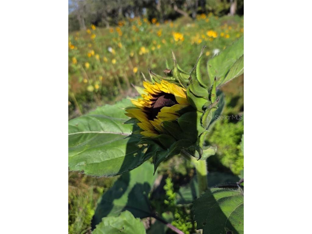 3623 Cr 526 Sumterville FL 33585 G5103837 image14