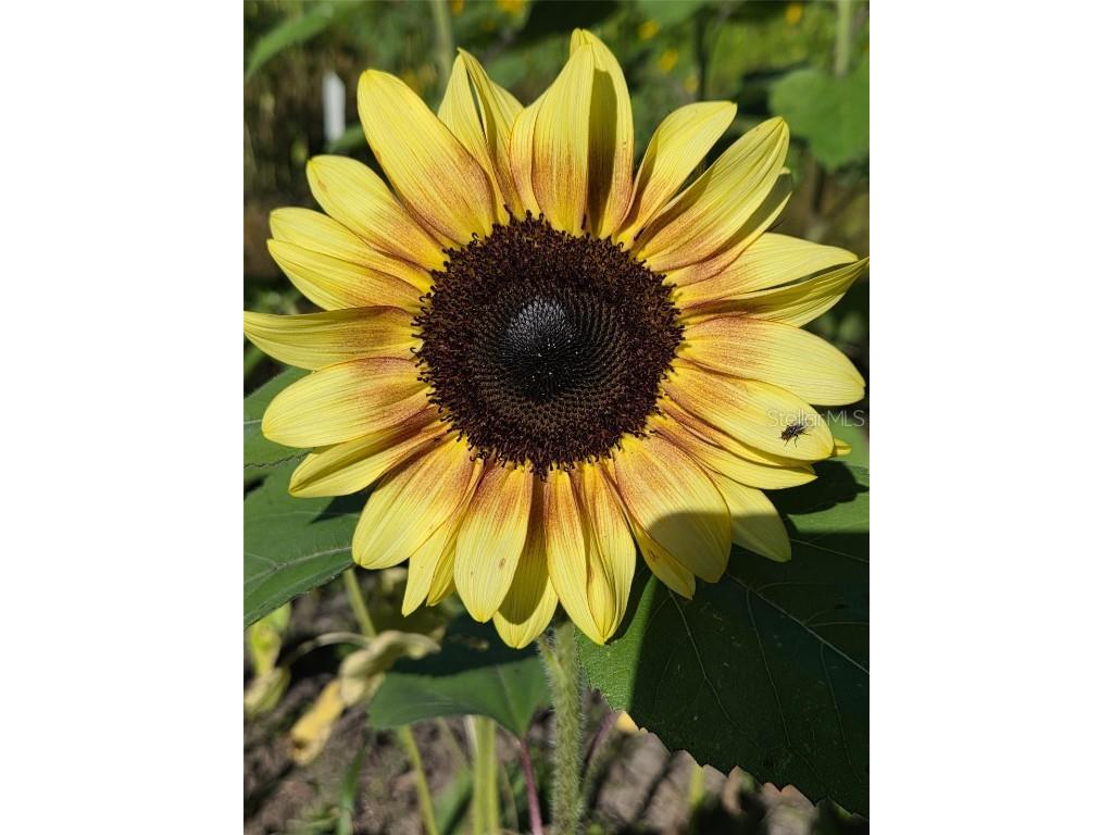 3623 Cr 526 Sumterville FL 33585 G5103837 image15