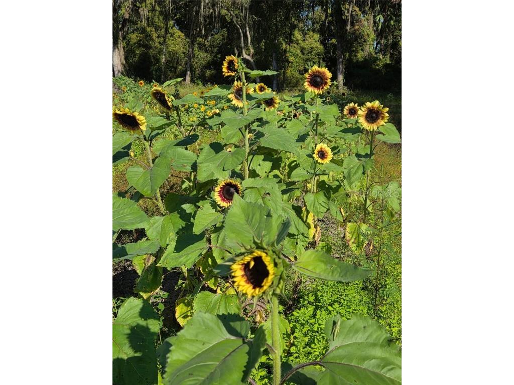 3623 Cr 526 Sumterville FL 33585 G5103837 image16