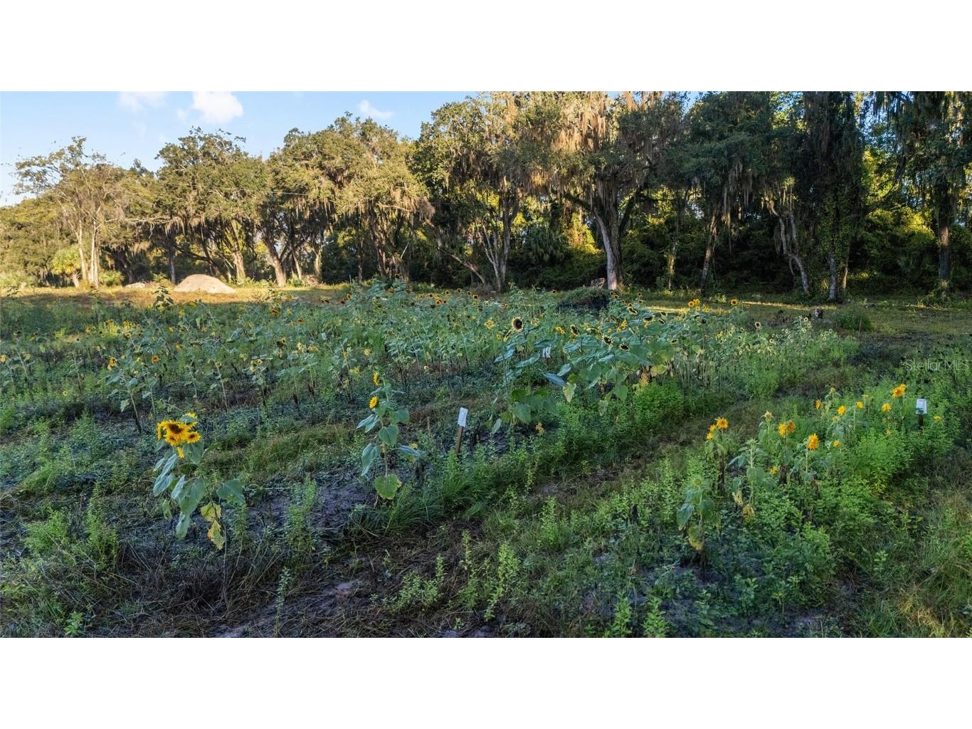 3623 Cr 526 Sumterville FL 33585 G5103837 image32