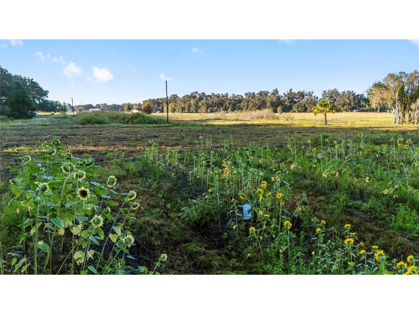 3623 Cr 526 Sumterville FL 33585 G5103837 image33