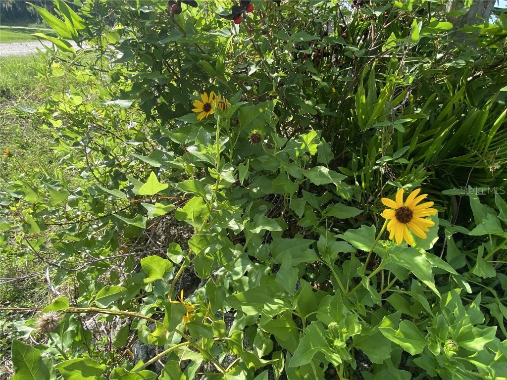 3628 N Hiawatha Terrace Crystal River FL 34428 O6330495 image62