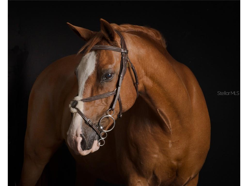 3630 Verna Road Myakka City FL 34251 A4654501 image22