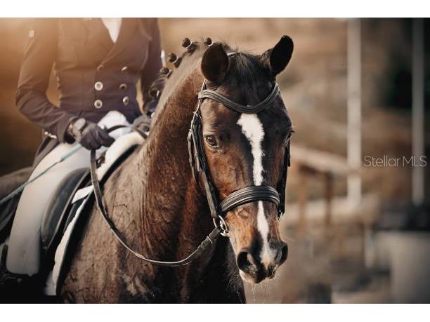 3630 Verna Road Myakka City FL 34251 A4654501 image27