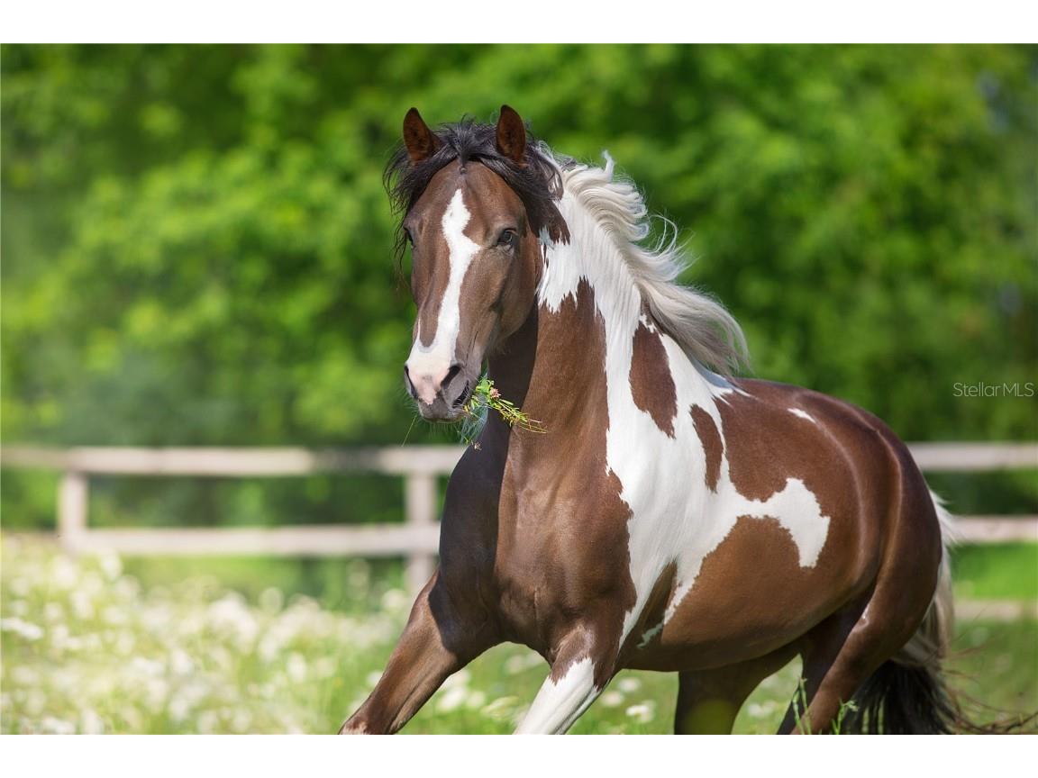 3630 Verna Road Myakka City FL 34251 A4654501 image31