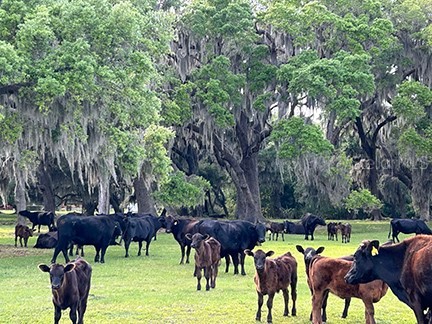 3650 Lake Tohopekaliga Road Saint Cloud FL 34772 O6299268 image28