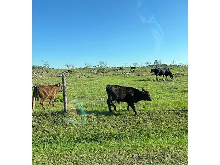 3650 Lake Tohopekaliga Road Saint Cloud FL 34772 O6299268 image57