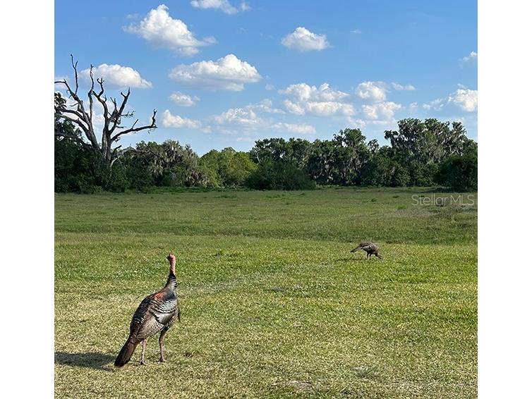 3650 Lake Tohopekaliga Road Saint Cloud FL 34772 O6299268 image58