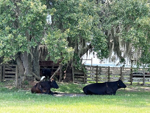 3650 Lake Tohopekaliga Road Saint Cloud FL 34772 O6299268 image63