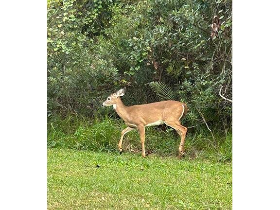 3650 Lake Tohopekaliga Road Saint Cloud FL 34772 - LAKE TOHOPEKALIGA O6300429 image10