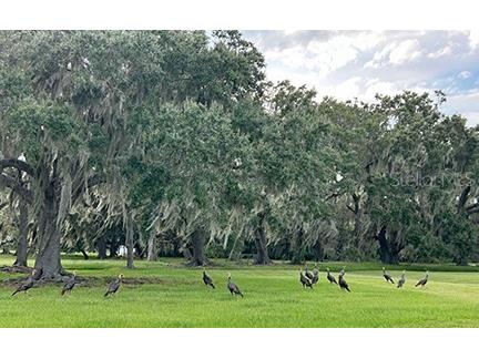 3650 Lake Tohopekaliga Road Saint Cloud FL 34772 - LAKE TOHOPEKALIGA O6300429 image13