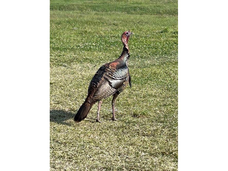 3650 Lake Tohopekaliga Road Saint Cloud FL 34772 - LAKE TOHOPEKALIGA O6300429 image35