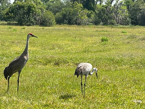 3650 Lake Tohopekaliga Road Saint Cloud FL 34772 - LAKE TOHOPEKALIGA O6300429 image36