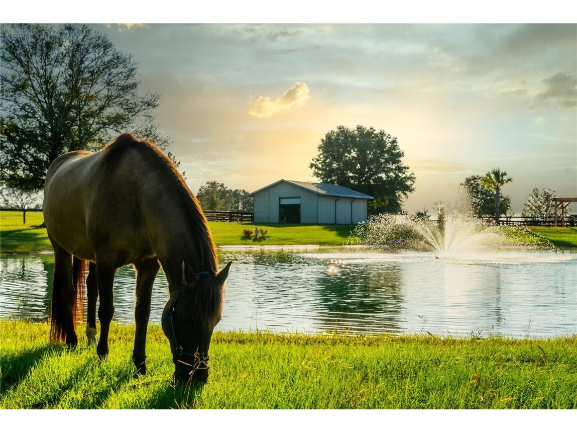 3650 SE 165th Avenue Morriston FL 32668 OM714240 image3