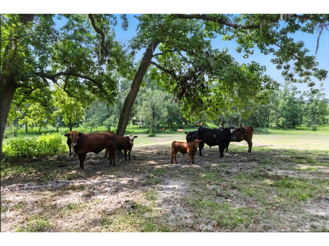 36641 Blanton Road Dade City FL 33523 TB8416703 image46