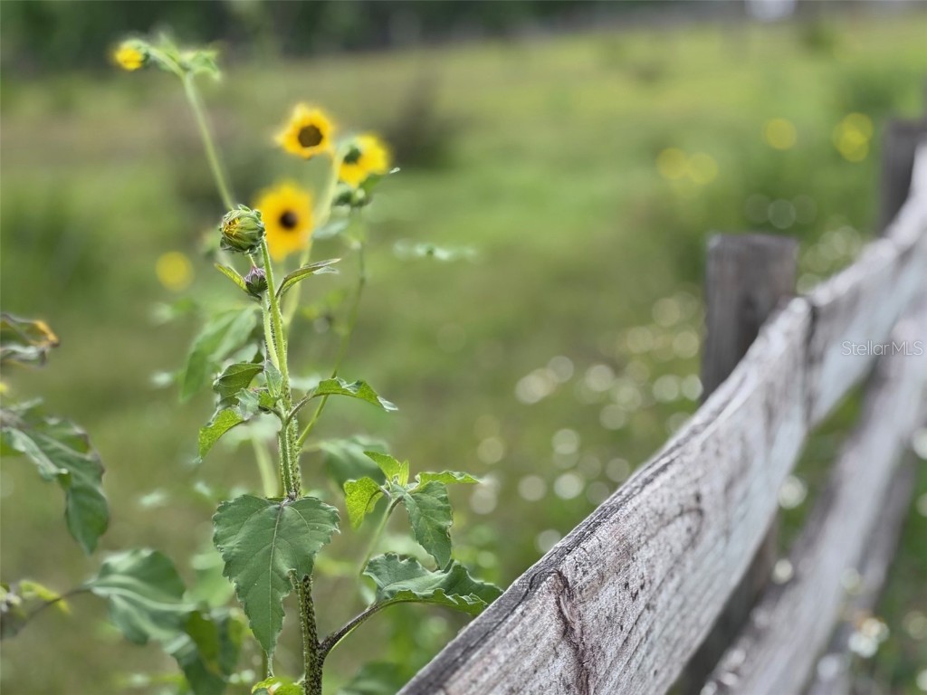 36641 Blanton Road Dade City FL 33523 TB8416703 image54