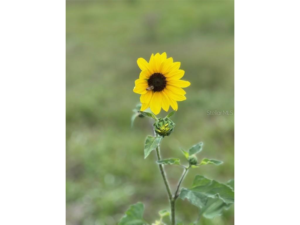 36641 Blanton Road Dade City FL 33523 TB8416703 image55