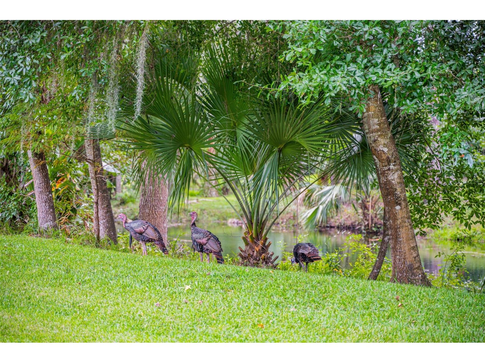 3668 Watercrest Drive Longwood FL 32779 - WEKIVA RIVER LAKE BRANTLEY MIAMI SPRINGS O6384124 image81