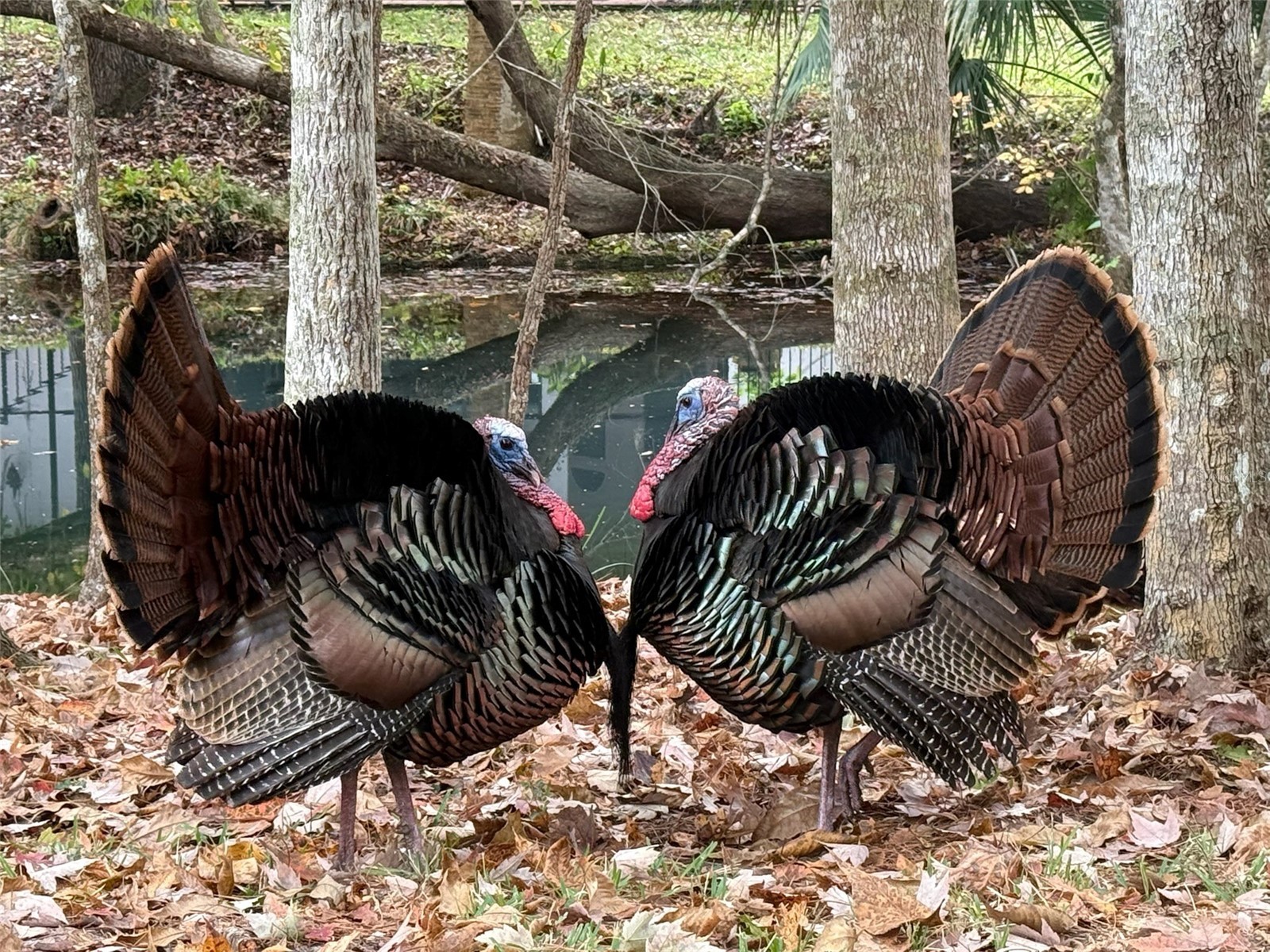 3668 Watercrest Drive Longwood FL 32779 - WEKIVA RIVER LAKE BRANTLEY MIAMI SPRINGS O6384124 image82