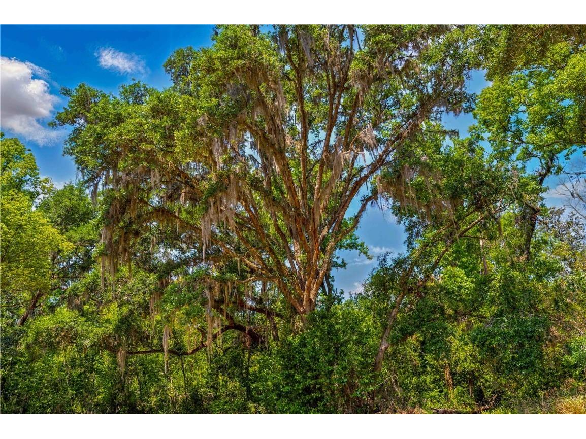 36730 Ob Won Way Dade City FL 33525 - LAKE PASADENA TB8378575 image7