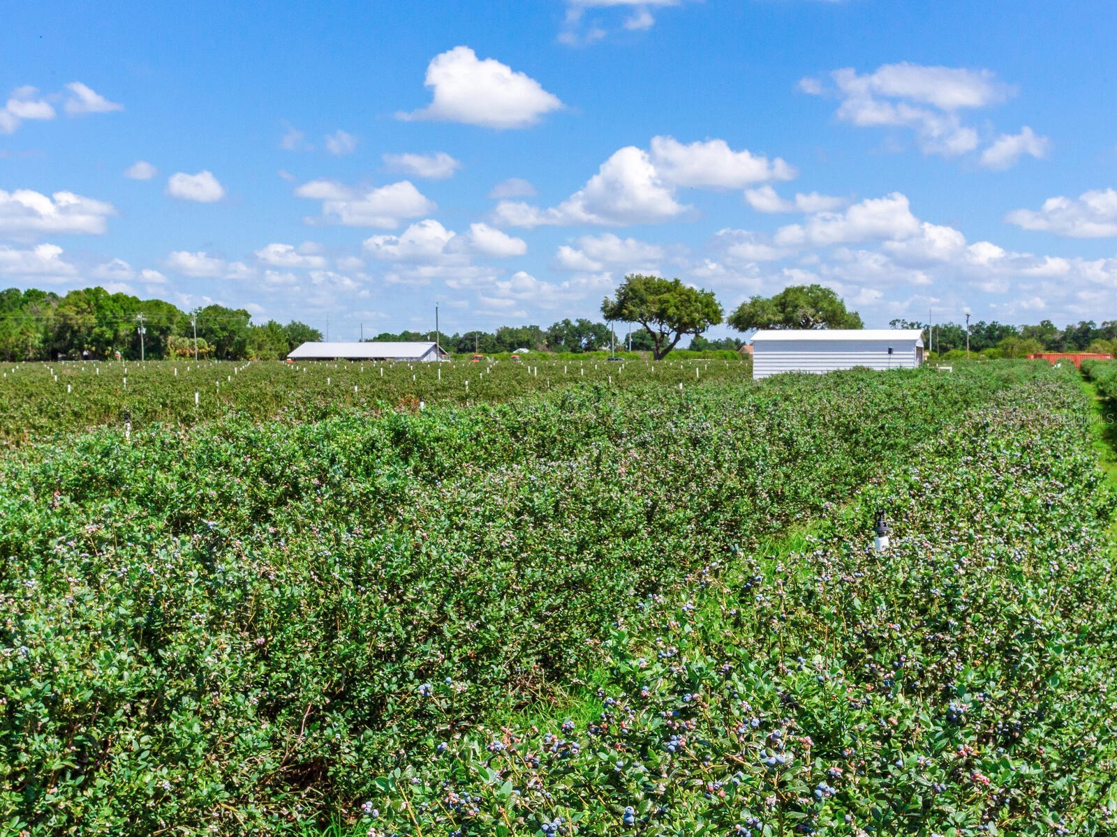3674 E State Road 64 Zolfo Springs FL 33890 TB8498713 image16