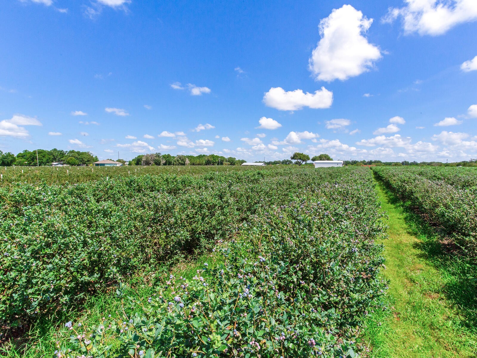 3674 E State Road 64 Zolfo Springs FL 33890 TB8498713 image17
