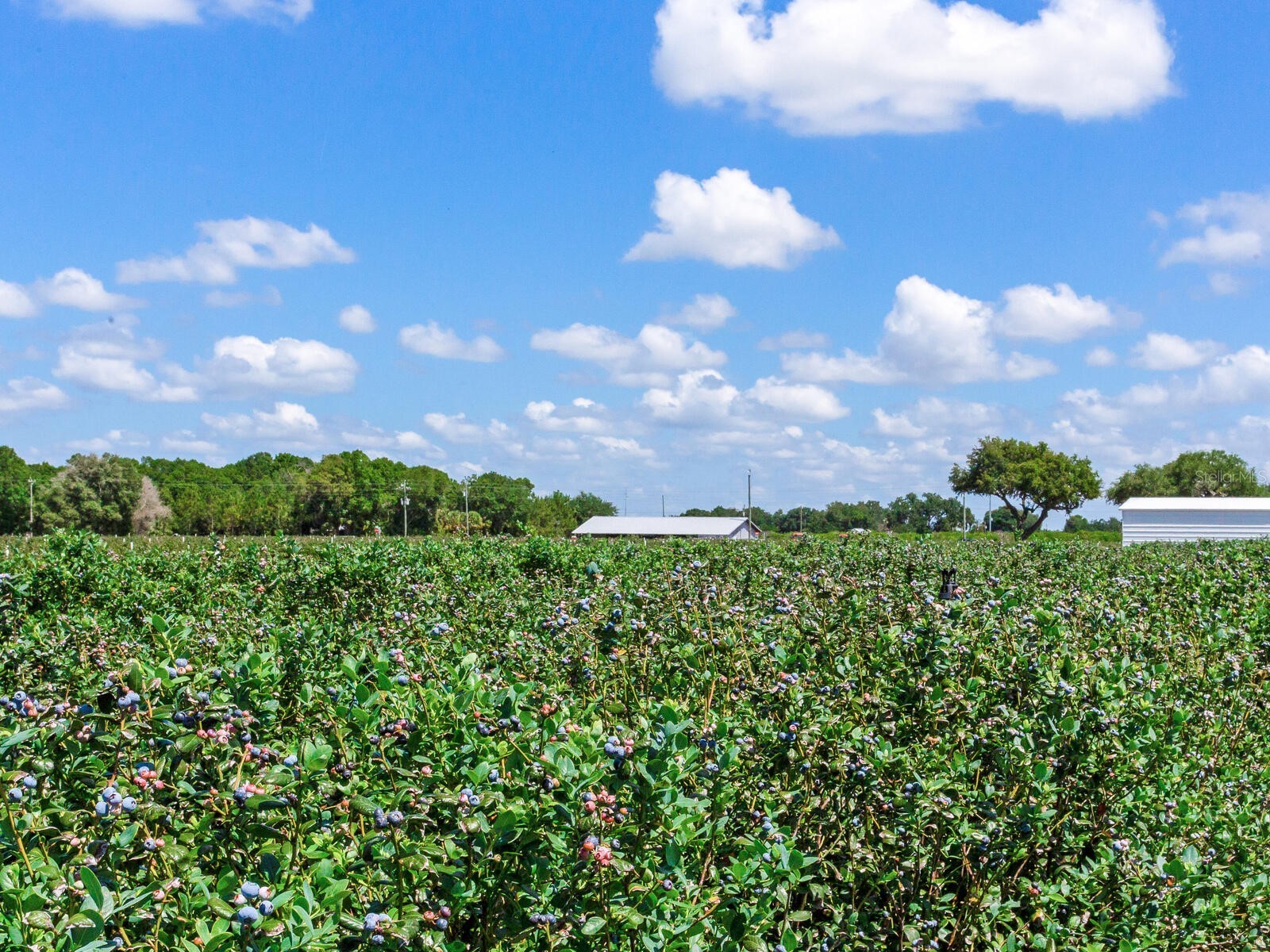 3674 E State Road 64 Zolfo Springs FL 33890 TB8498713 image19