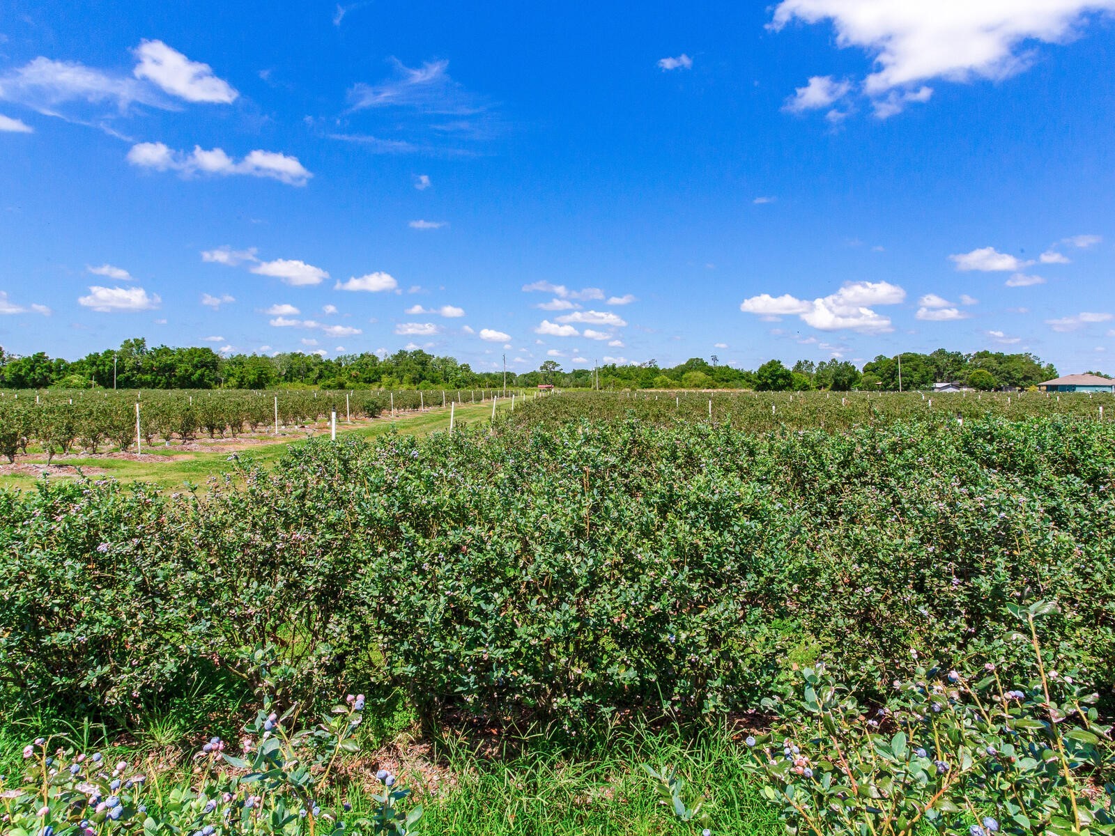 3674 E State Road 64 Zolfo Springs FL 33890 TB8498713 image21