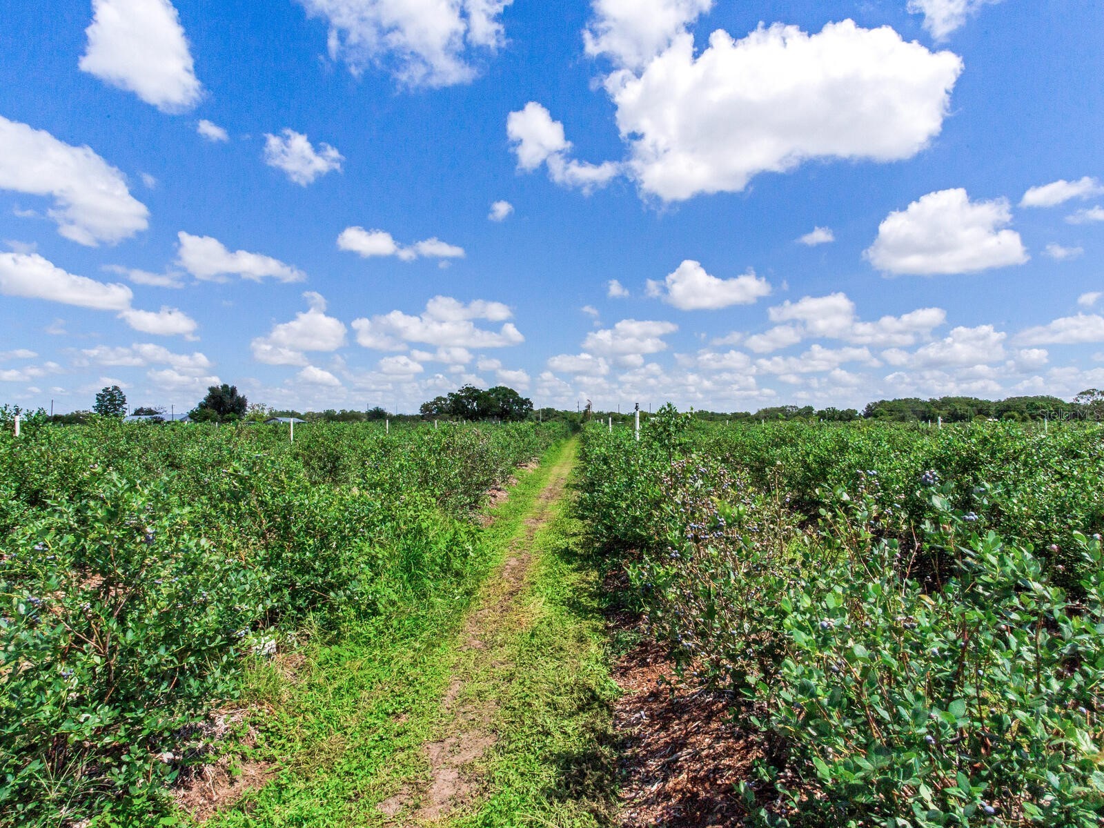3674 E State Road 64 Zolfo Springs FL 33890 TB8498713 image31