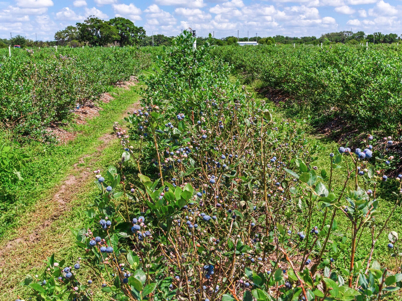 3674 E State Road 64 Zolfo Springs FL 33890 TB8498713 image33