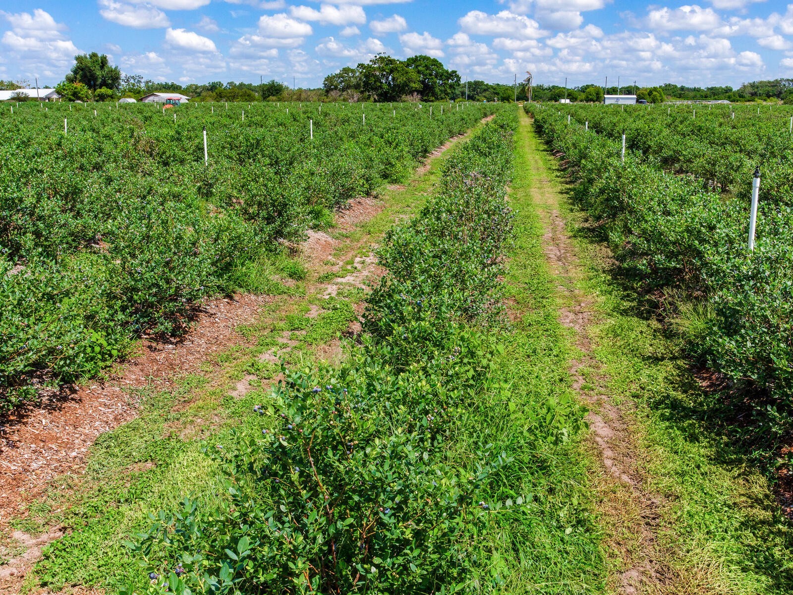 3674 E State Road 64 Zolfo Springs FL 33890 TB8498713 image35